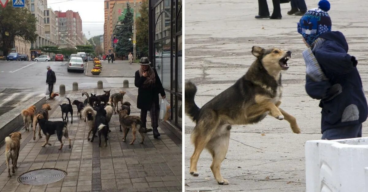 Спасение бездомной собаки. Нападение бродячих собак.