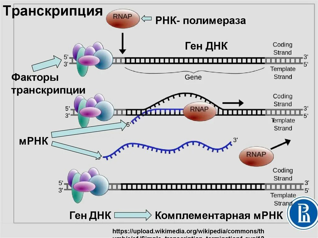 Установите последовательность этапов транскрипции присоединение. Этапы синтеза белка РНК полимераза. Схема процесса транскрипции. Стадии транскрипции схема. Процесс транскрипции в синтезе белка.