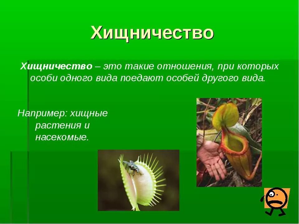 Хищничество это в биологии примеры. Хищничество. хищничество это в биологии. хищничество примеры. хищничество определение.
