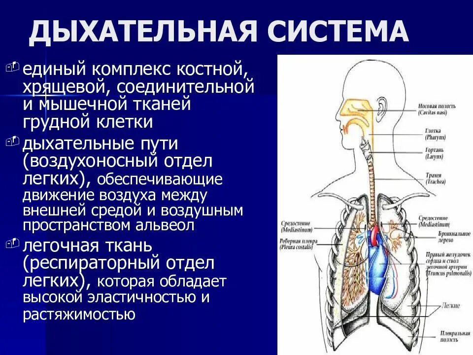 Физиология дыхательной системы человека. Дыхательные пути и их функции физиология. Проводящие пути дыхательной системы. Отделы дыхательной системы. Легкие значение кратко