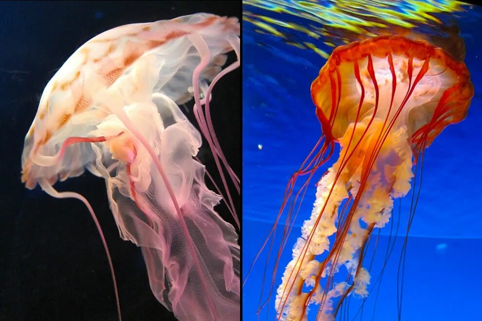 сцифоидные кишечнополостные. палау медузное озеро. какие есть медузы. медуза (биология). какие есть медузы.