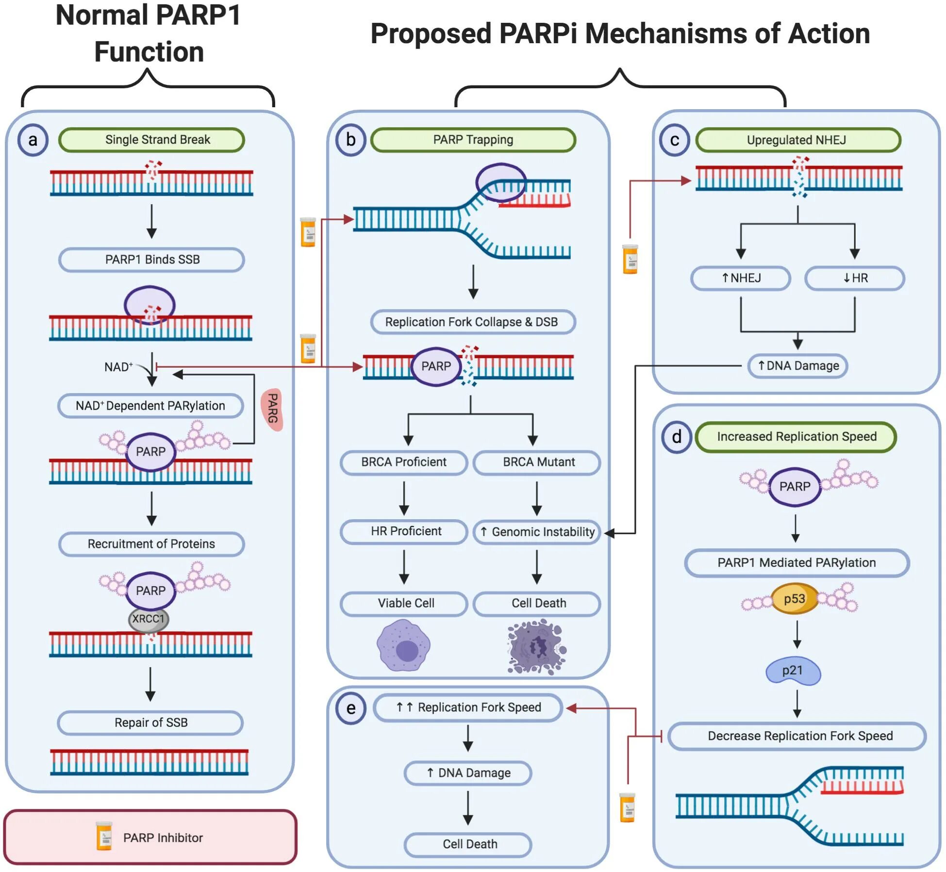 Парп 1. Parp1 inhibitors. PARP DNA. PARP ингибиторы.