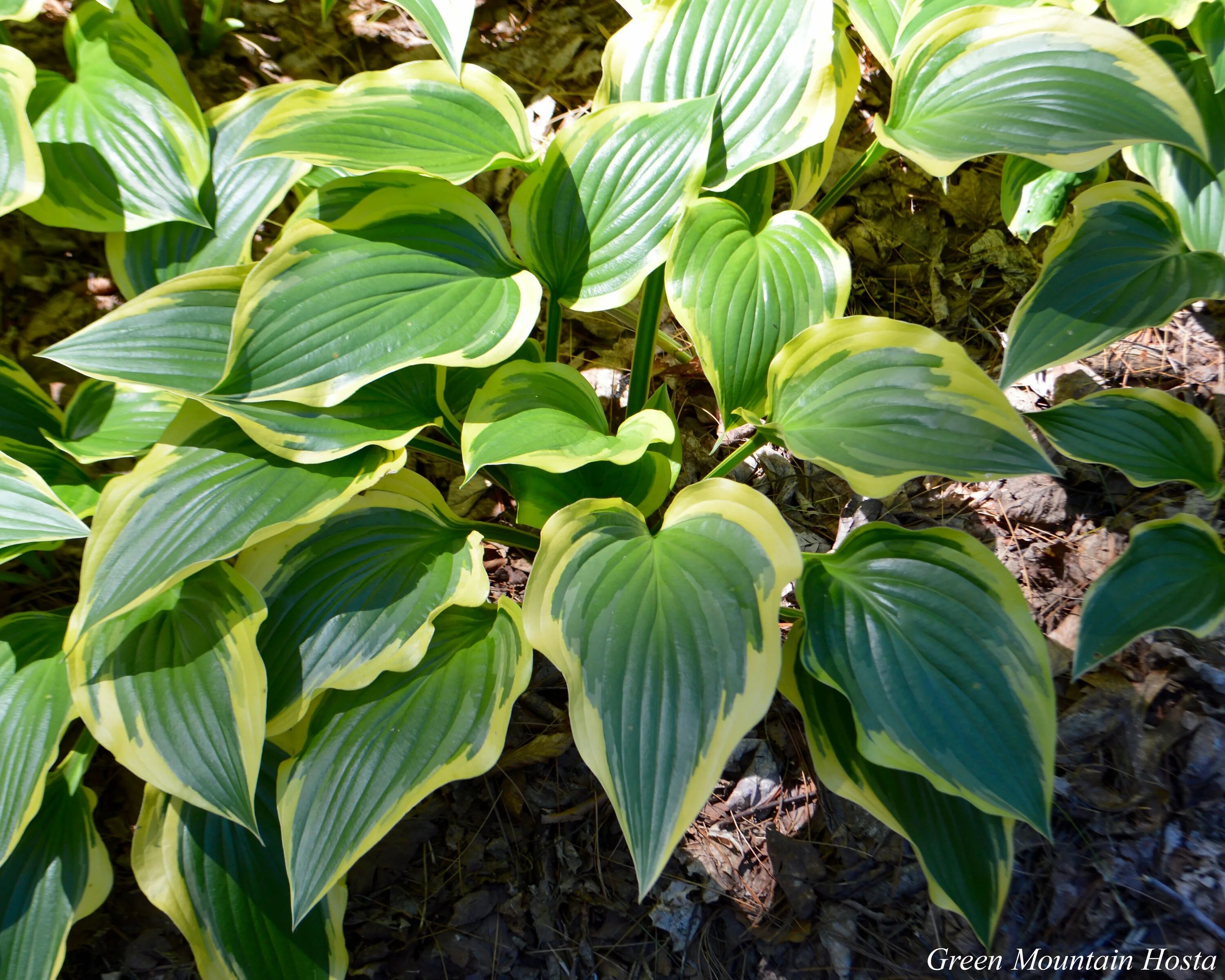 Хоста грин маунтин. Хоста горы. Хоста lime shag. Хоста еллоу рива. Hosta (хоста) alex summers.