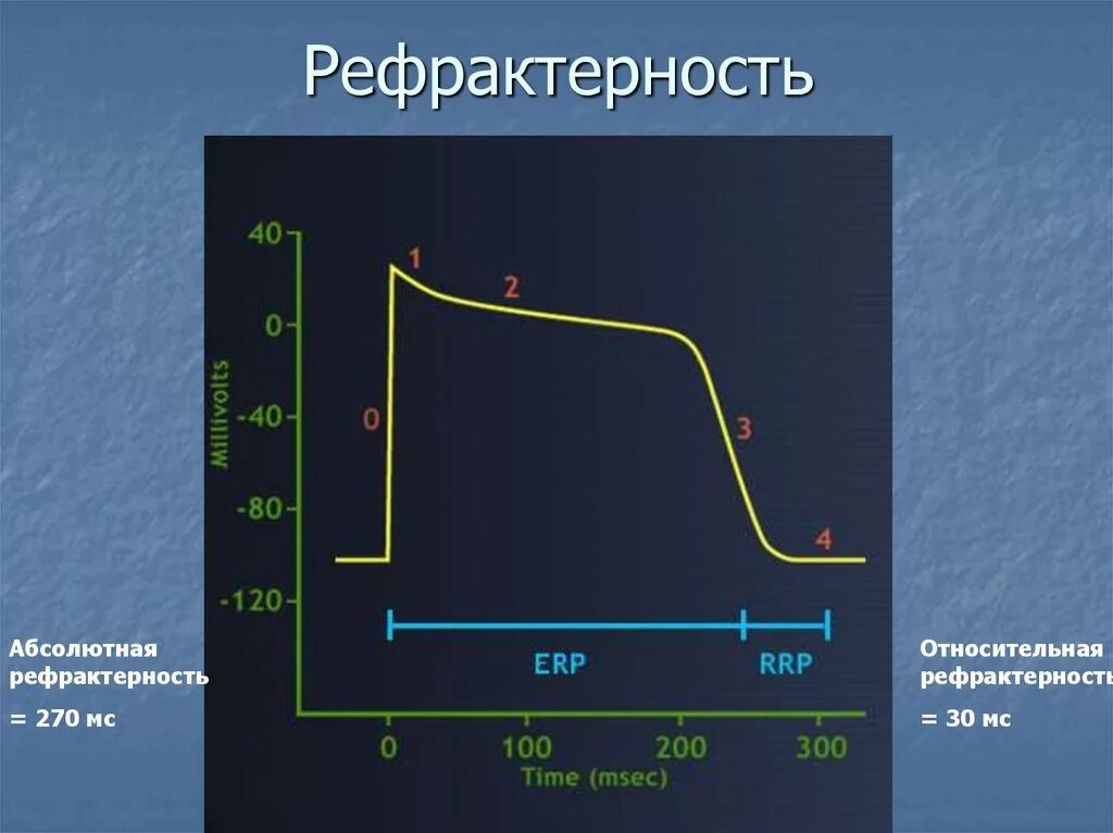 Рефрактерность физиология. График рефрактерности физиология. Рефрактерность и ее фазы физиология. Абсолютная рефрактерная фаза Продолжительность. Рефрактерность это в физиологии.