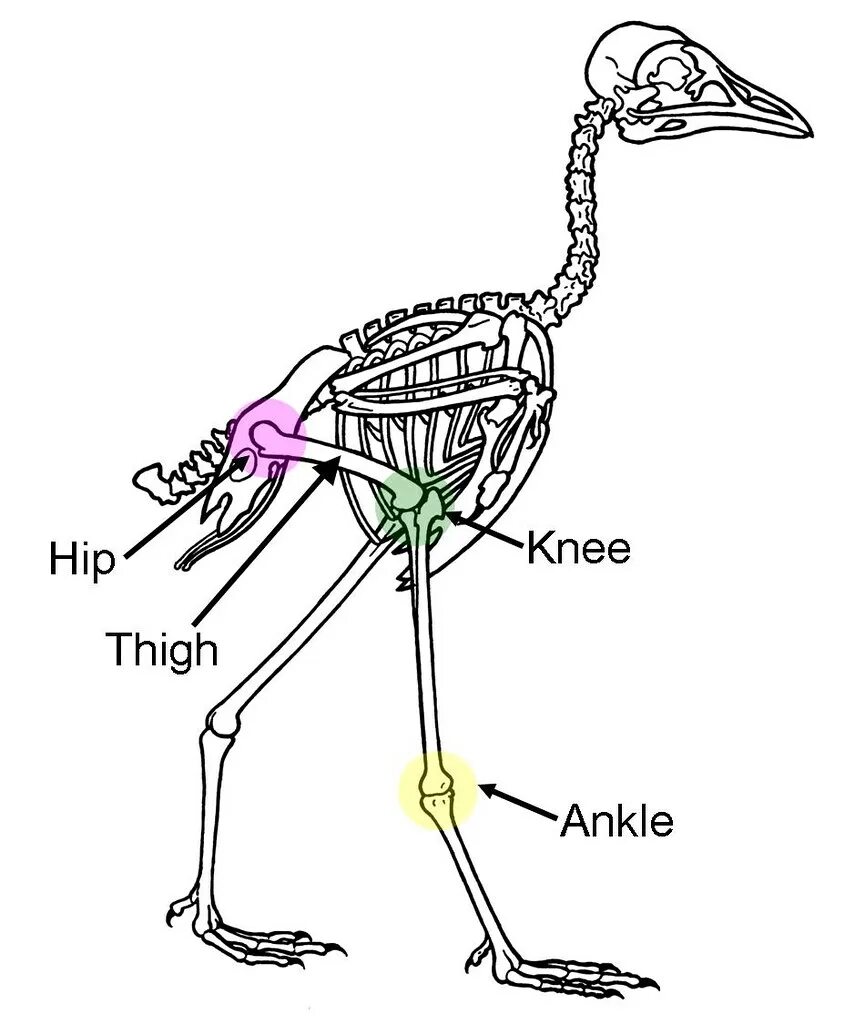Кости птиц легкие в связи с тем. Суставы птиц. Анатомия страуса. Колени у птиц.