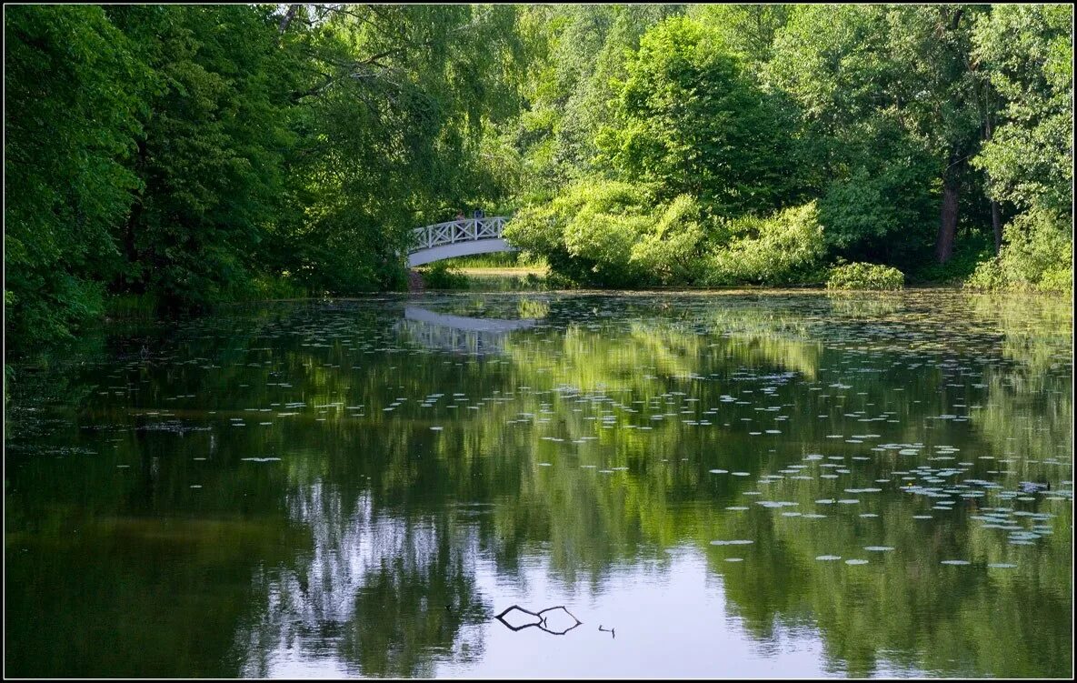 Прудов копаней. Прудов копаней. Пруд рязаново остафьево. Копаем пруд. Медовый пруд в зюзино.
