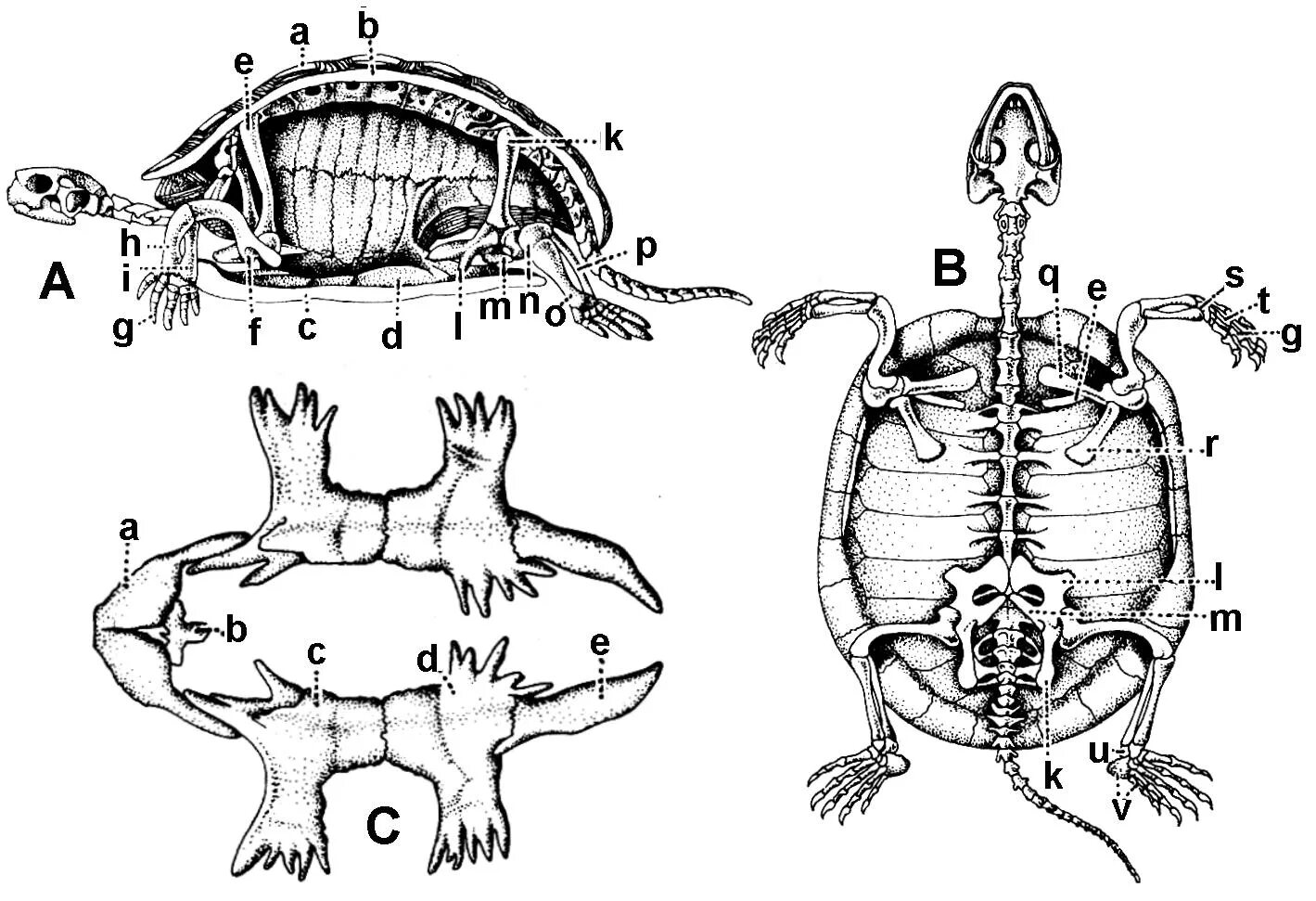 анатомия черепахи красноухой. строение красноухой черепахи. анатомия черепахи сухопутной среднеазиатской. строение панциря черепахи сухопутной. строение черепахи сухопутной.