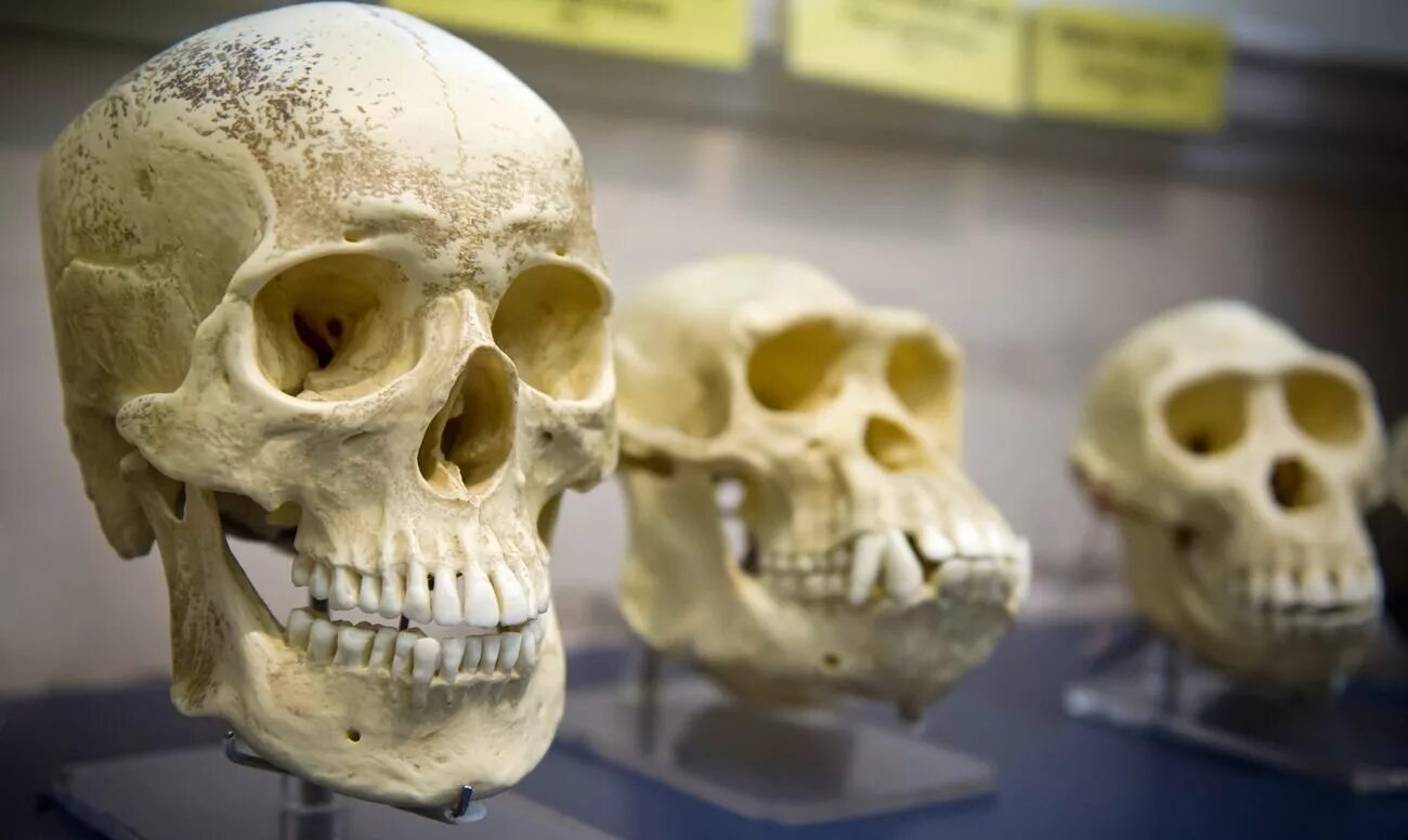 Череп древнего человека и современного. Эволюция человеческого черепа.