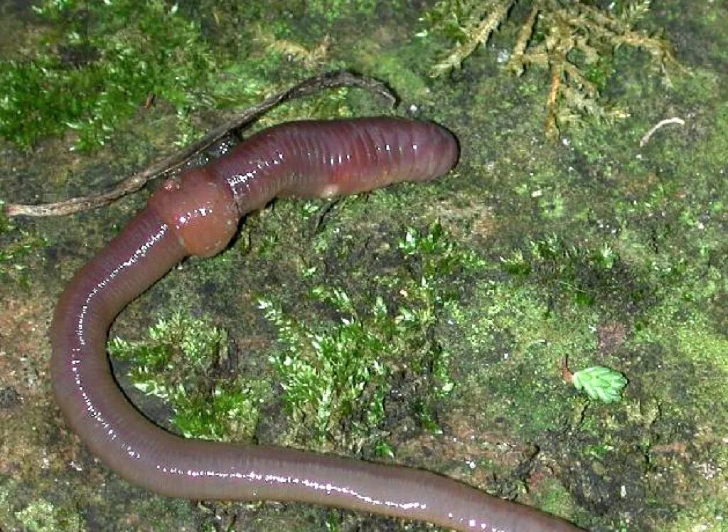 Что едят червяки дождевые. Дождевые черви среда обитания.