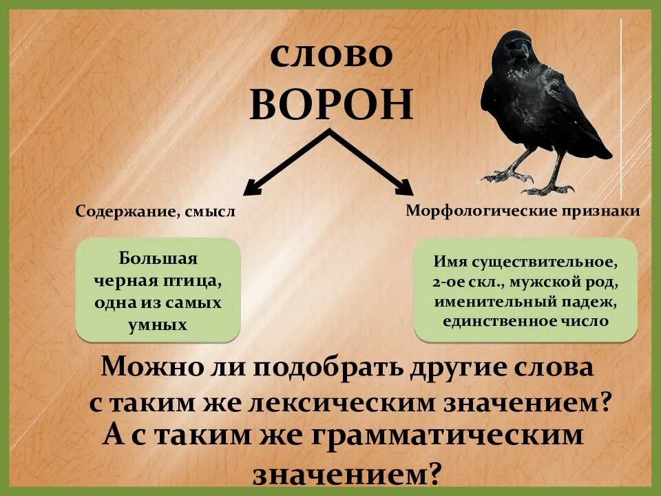 Птица мужского рода. Лексическое значение слова это. Лексическое значение слова ворона. Лексическое значение слова ворон. Птицы существительные.