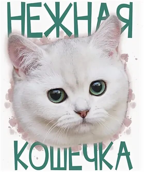 Песня 10 кошек