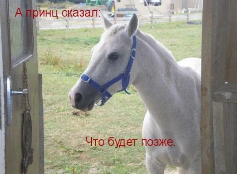 светлана петрова лошади. правила конного спорта. хочу стать лошадью. стати экстерьера лошади. Assessing your equine.