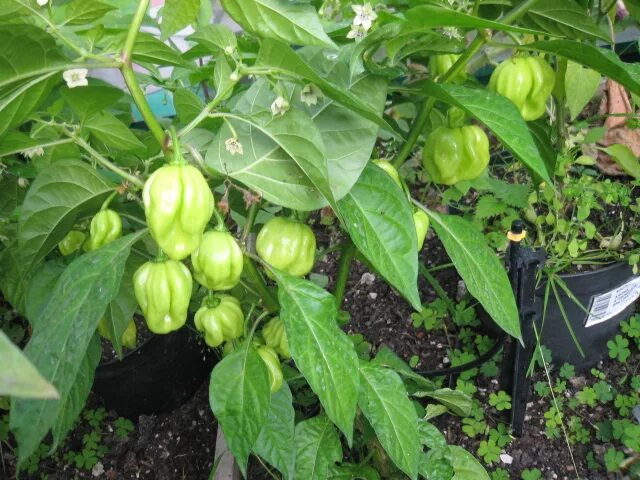 ягодный баккатум