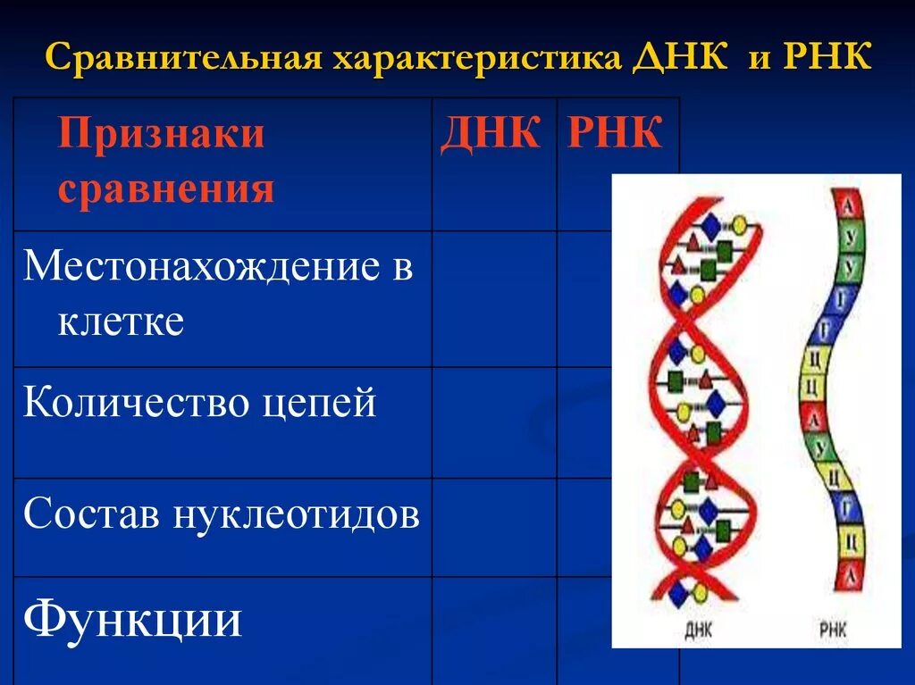 Таблица нуклеиновые кислоты ДНК И РНК. Число цепочек ДНК И РНК таблица. Строение цепи ДНК И РНК таблица. Структура полипептидной цепи ДНК И РНК таблица.