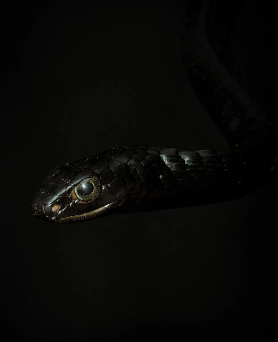Змея черный камень. Черная змея. Глаза змеи на черном фоне. Змеи с черными глазами. Змеиные глаза.