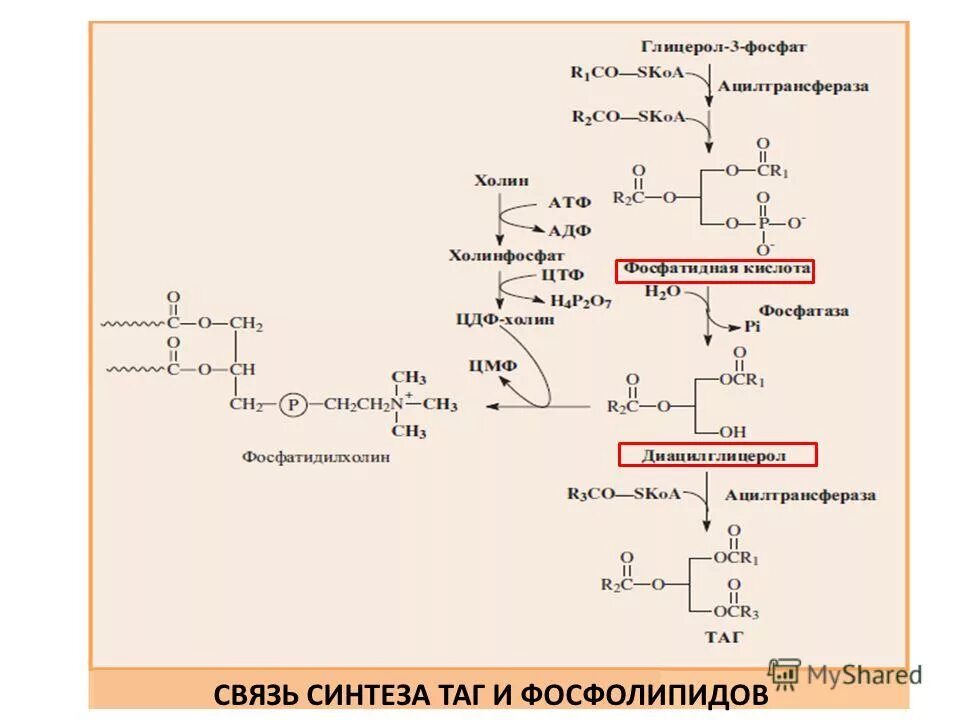 Синтез таг. Синтез таг биохимия схема. Синтез ГФЛ биохимия. Синтез таг и ГФЛ. Сопряжение биосинтеза фосфатидов с синтезом триглицеридов в печени.