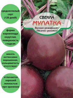 Свекла мулатка описание