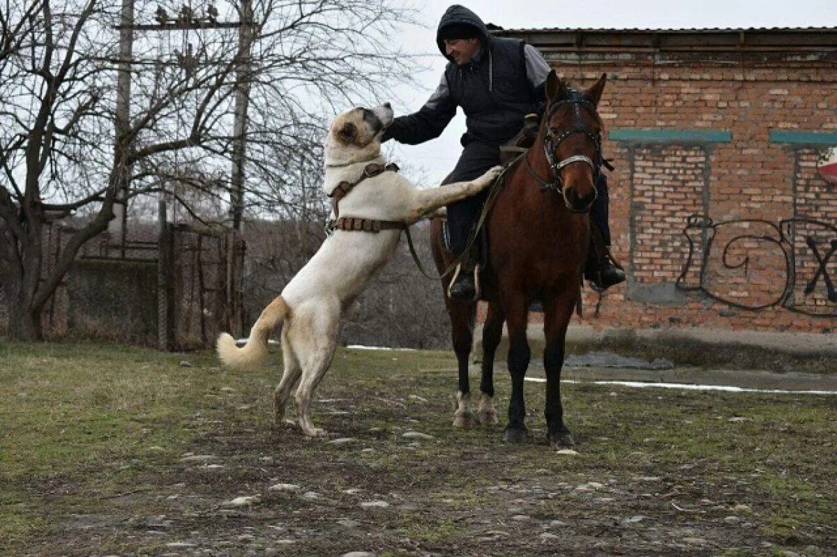 Басхан парий. Басхан парий карачаевский. басхан парий волкодав. карачаевская порода собак басхан парий. волкодавы кчр.