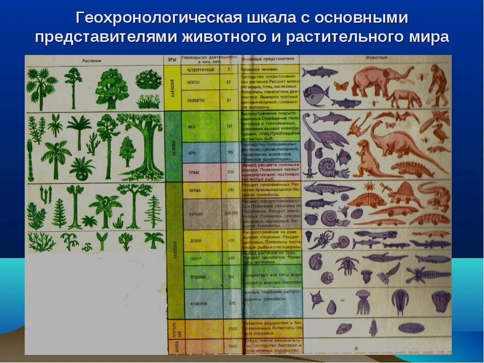 Последовательность возникновения живых организмов. Пермский период Геохронологическая шкала. Геохронологическая таблица биология растения. Геологическая таблица периодов земли.