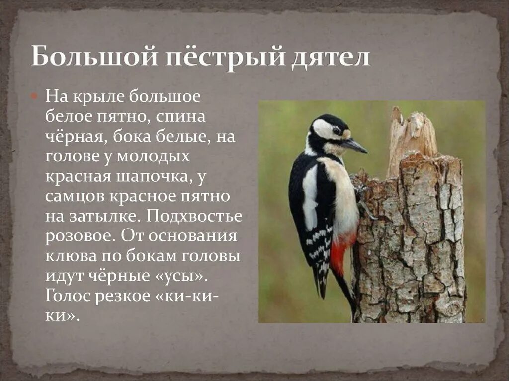 Сколько живут дятлы. Большой пестрый дятел краткое описание. Большой пёстрый дятел описание. Дятел кратко. Дятел краткое описание.