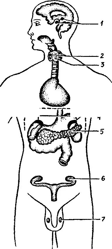 Железы внутренней секреции человека рисунок. Эндокринные железы в теле человека. Положение эндокринных желез в теле человека. Эндокринные железы в теле человека рисунок.