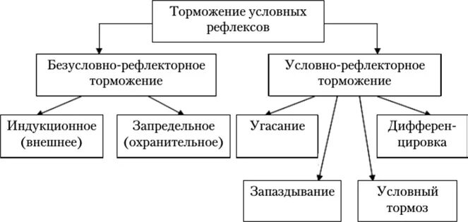 Угасание рефлексов. Безусловное торможение схема. Условных рефлексах, торможении условных рефлексов.. Внутреннее условное торможение. Внешнее торможение условных рефлексов.