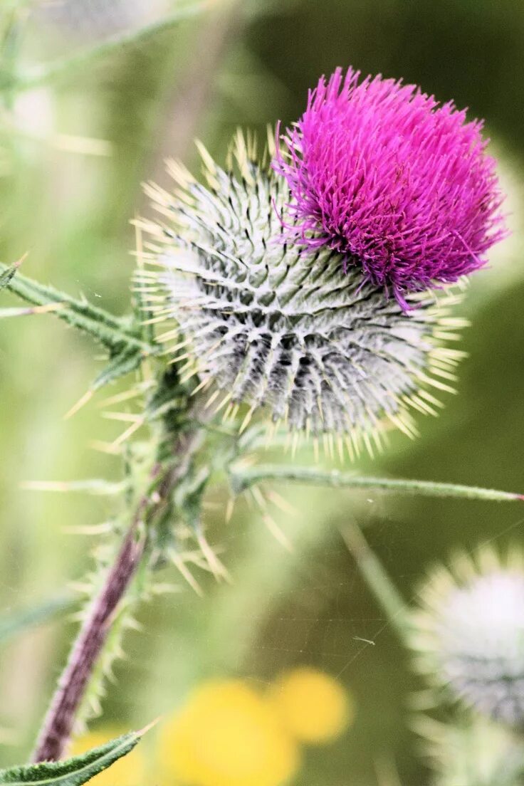 Scotland plants. Чертополох. Чертополох серебристый. Чертополох татарник синий. Серебряный чертополох в Испании.