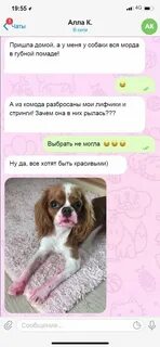 Собачья жизнь записки ветеринара