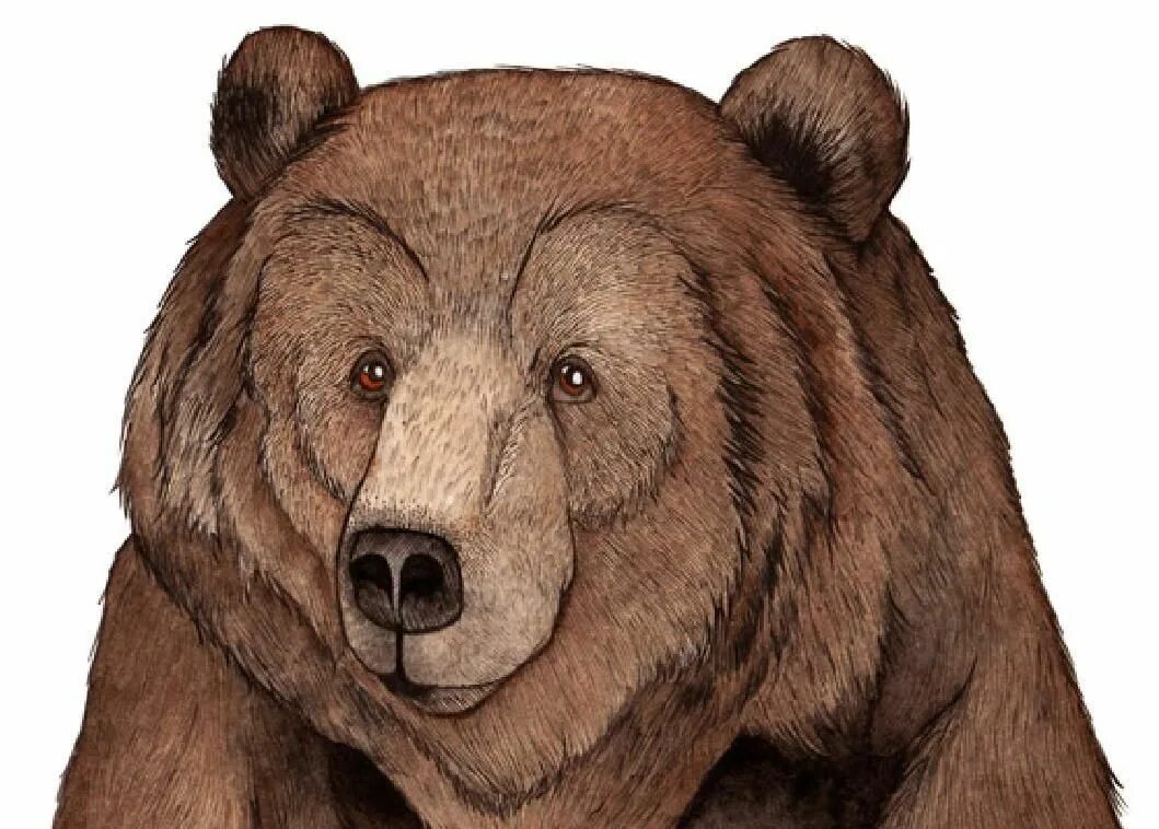 Медведь рисунок. Нарисовать медведя. Медведь рисунок цветной. Медведь портрет.