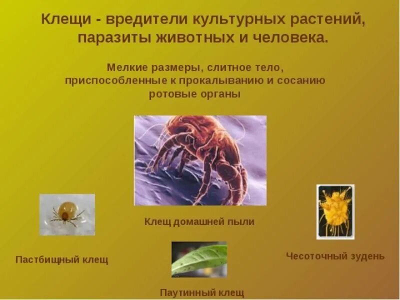 Чем наружные паразиты отличаются от. Паразиты животных и растений. Паразиты растений животных человека.