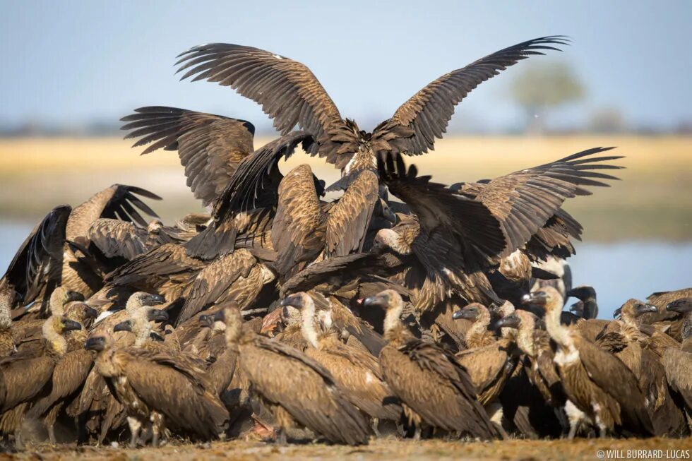 Vultures перевод на русский. Buzzard перевод. Стервятник птица. Vulture перевод. Vultures перевод на русский.