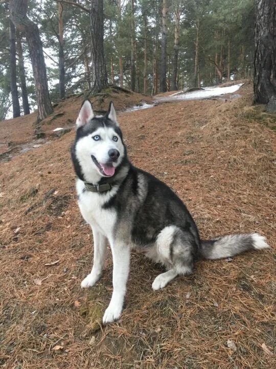 Вязка хаски. Вязка хаски. Хаски мимика. Спаривание хаски. Вязка хаски и лайки.