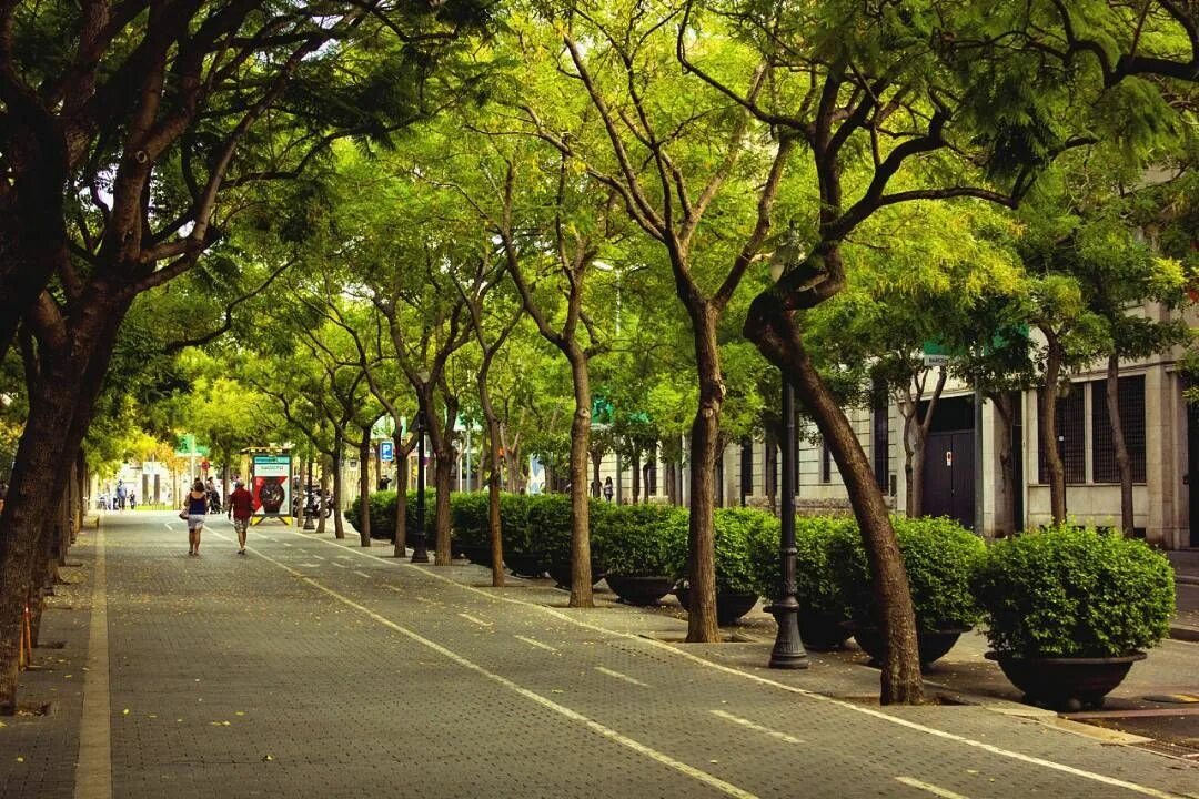 Street trees. Улица с деревьями. Деревья в Барселоне. Улица деревья город. Вид на улицу с деревьями.