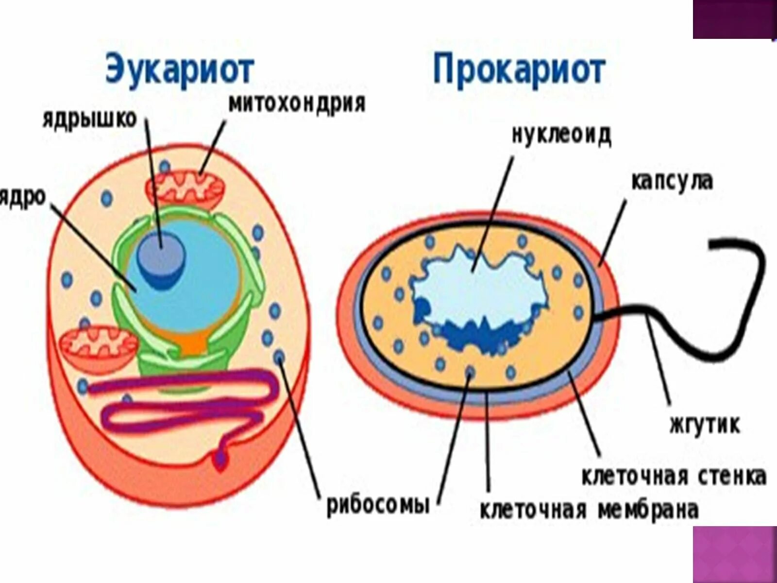 Из чего состоит эукариот. Клетки прокариот и эукариот.