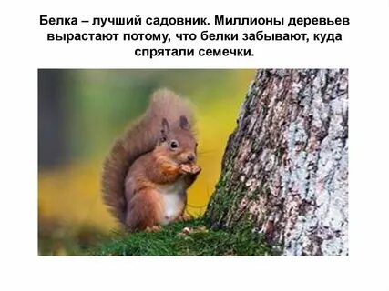 Белка забывает куда
