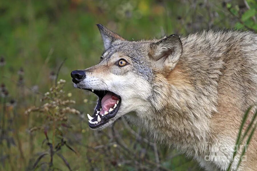 Пасть серого волка. Канис Люпус. Серый волк canis Lupus. Удивлённый волк. Испуганный волк.