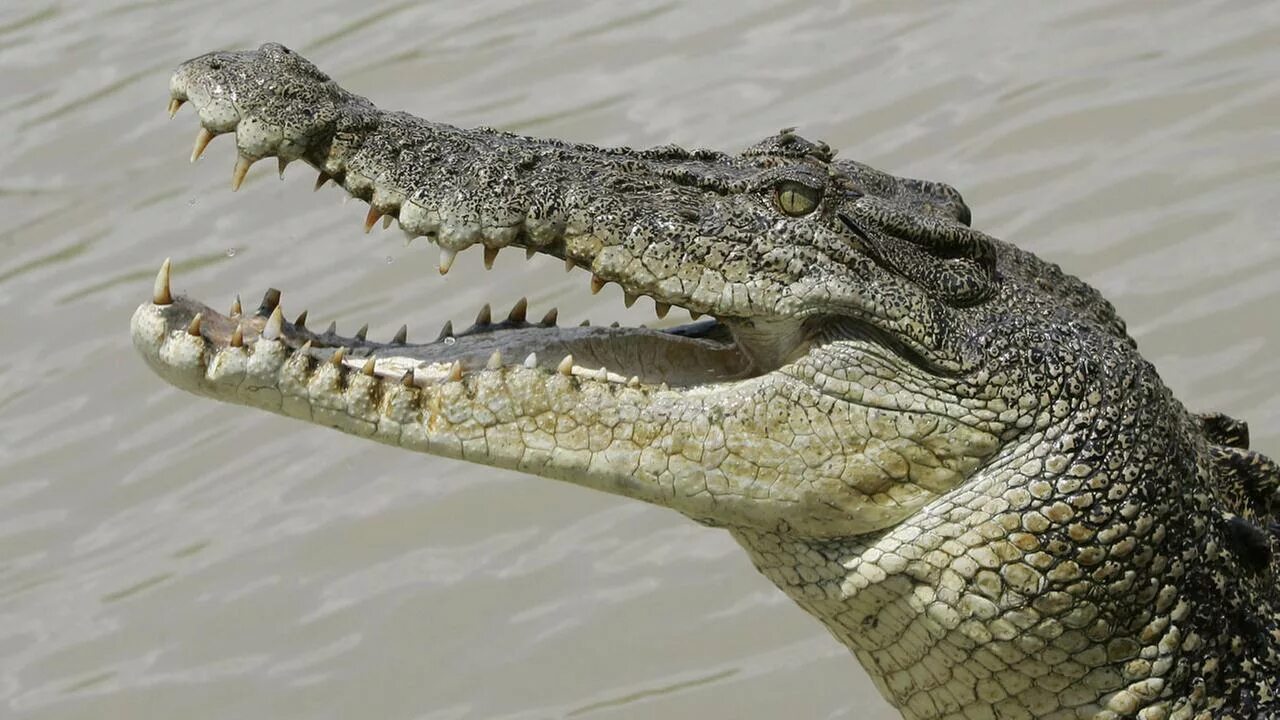 Большая крокодила где послушать. Гребнистый крокодил. Африканский гребнистый крокодил. Гребнистый крокодил в Австралии. Гребнистый крокодил зубы.