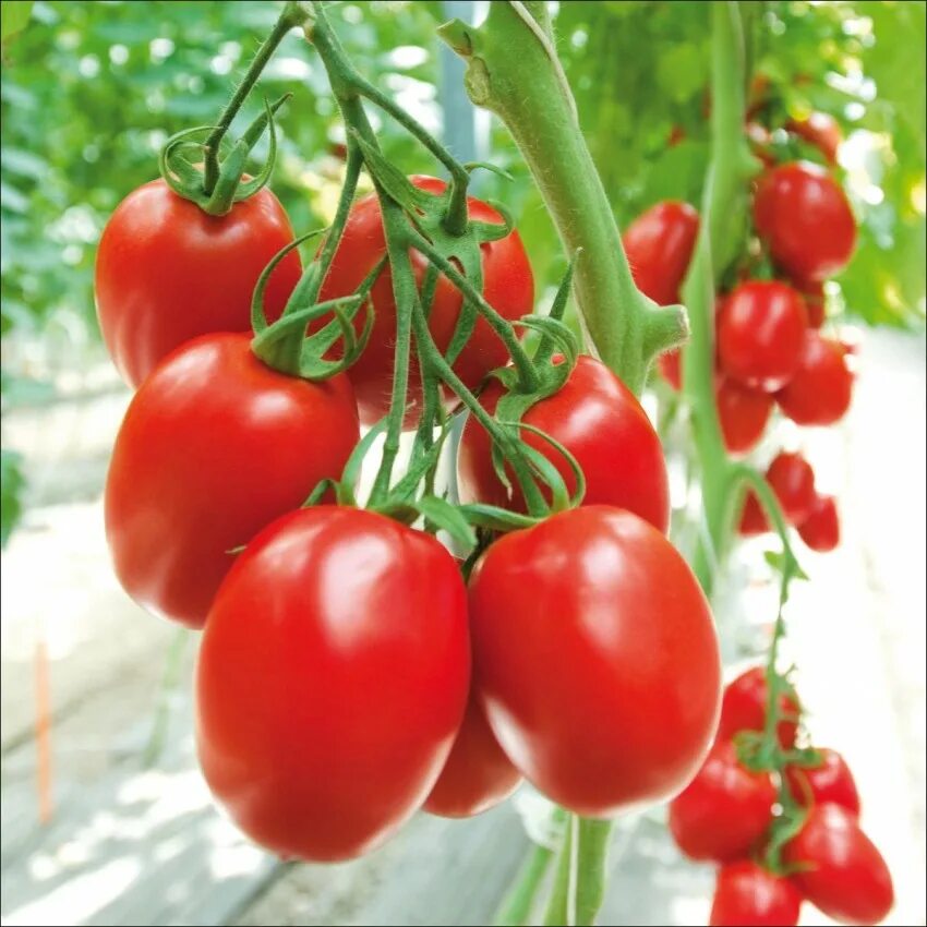 Томат меч самурая. Пасынкование черри. Помидор акварелью. Томат клуша фото. Томаты в корзине.