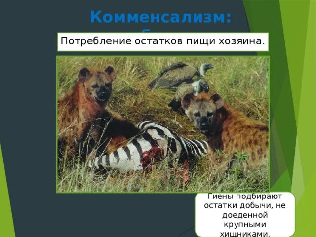 Нахлебничество примеры животных. Комменсализм нахлебничество. симбиоз комменсализм. гиены подбирают остатки пищи.
