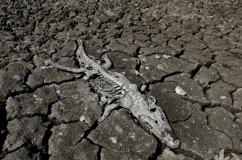 Засуха животные. Засуха. Гибель животных от засухи. Погибшие животные от засухи.