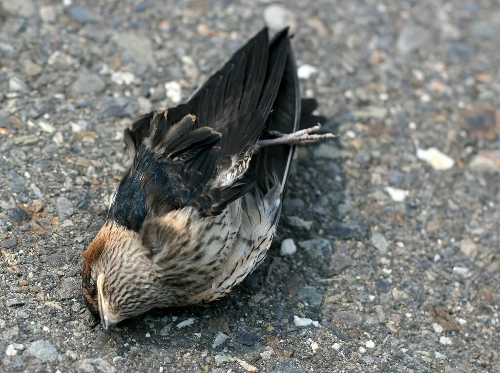 Birds killing. Мертвая птица на земле.