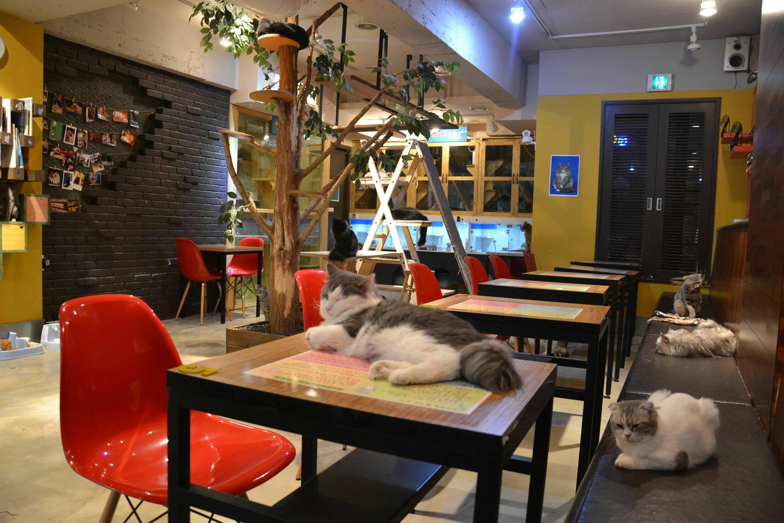 Кэт кафе. Кошачье кафе - "Cat Cafe" в Японии. Кэт кафе в Москве. Cat Cafe Сеул. Кошачье кафе Кишинев.