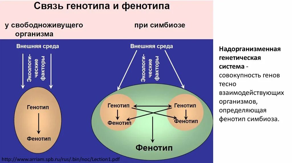 Генотип дочерних организмов. Надорганизменные системы. Надорганизменные структуры. Надорганизменные системы это в экологии. Генотип и внешняя среда.