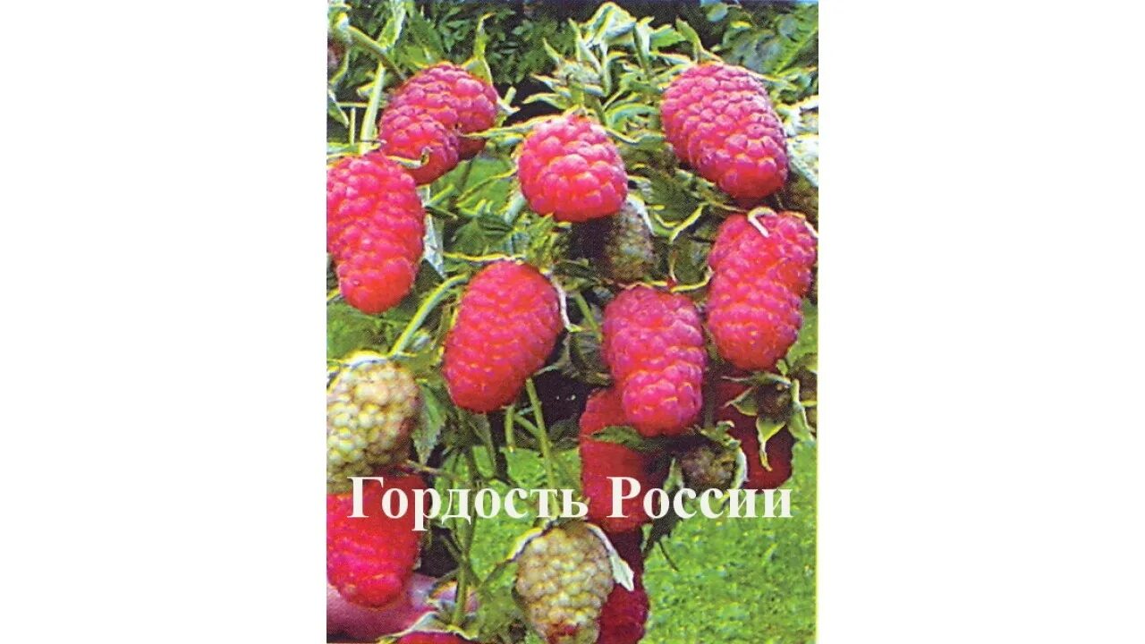 Гордость россии малина описание сорта отзывы садоводов. Малина гордость России. Малина гордость России фото описание. Малина гордость России Окс. Малина гордость России описание сорта.