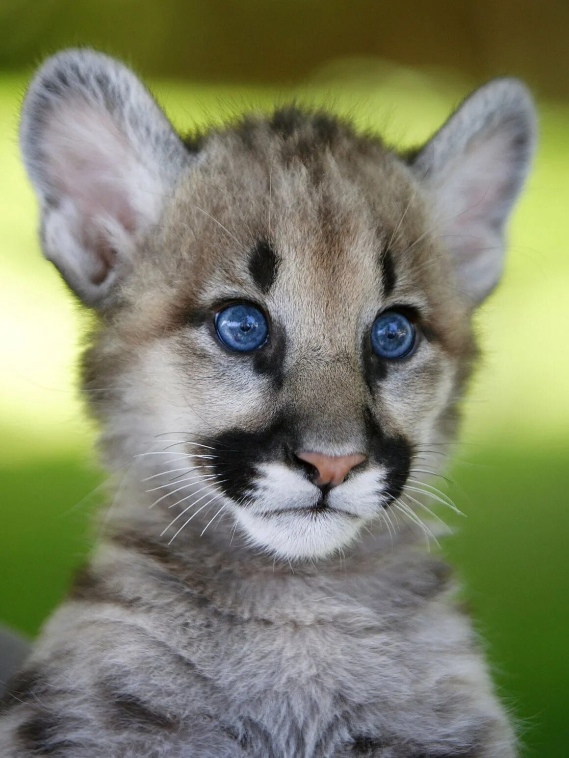 Покажи красивых животных. Покажи красивых животных. Львенок алекс. Львенок калахари. Снежный барс ирбис детеныши.