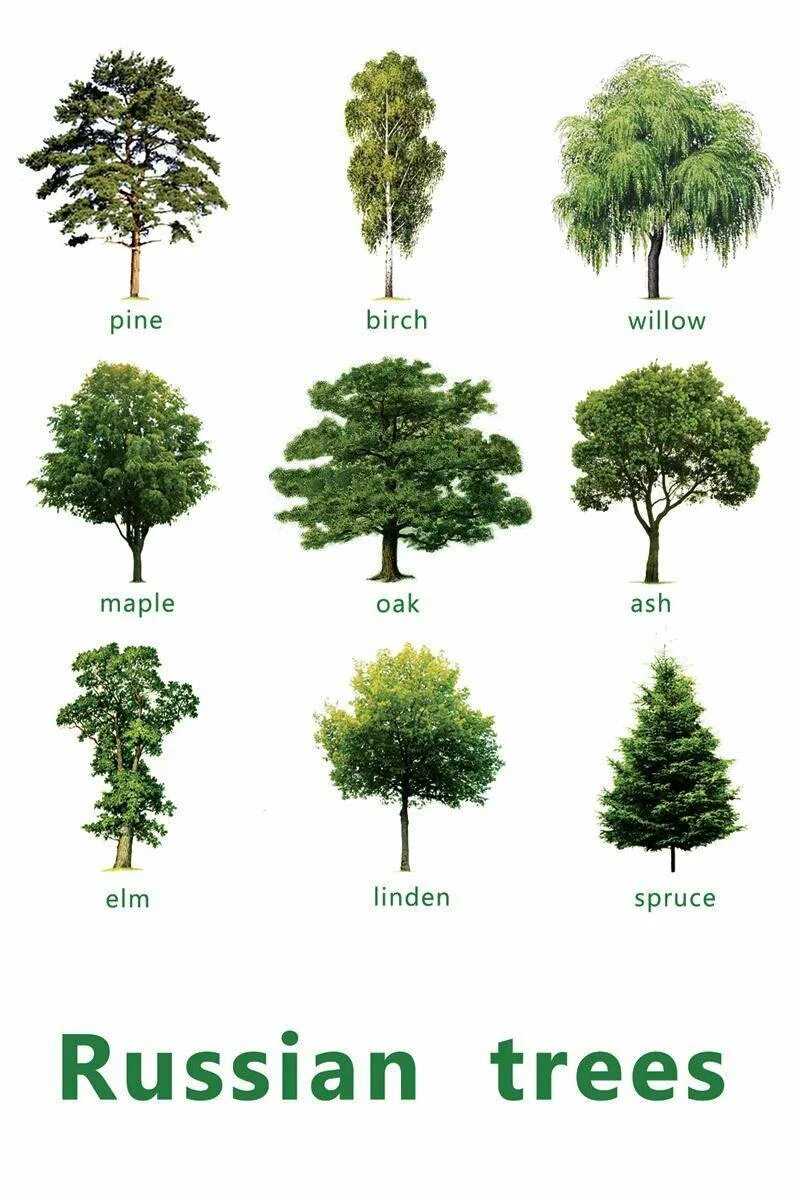 Деревья названия. Лиственные деревья для детей. Деревья список названий. Лиственные деревья названия. Kinds of trees