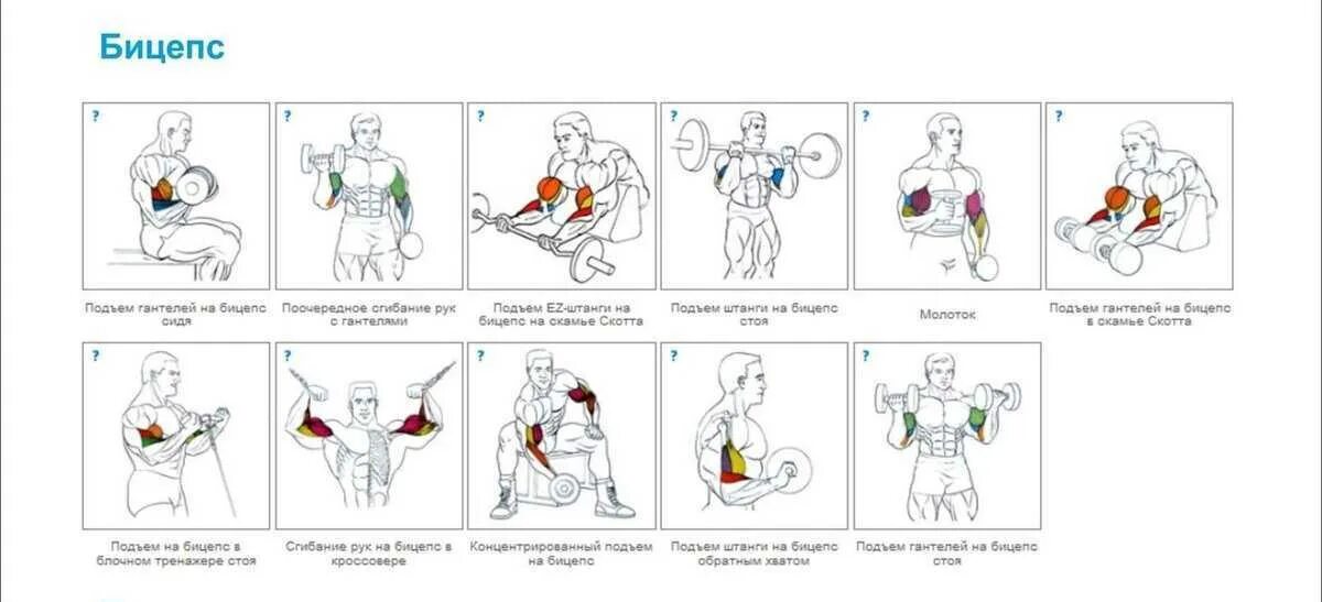 Базовые упражнения на бицепс в тренажерном зале. Упражнения на бицепс мышцы для мужчин в тренажерном. Комплекс упражнений на бицепс в тренажерном зале для мужчин. Программа тренировок на бицепс в тренажерном зале.