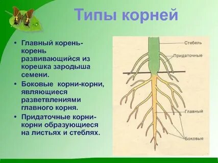 Строение корневой системы 6 класс биология