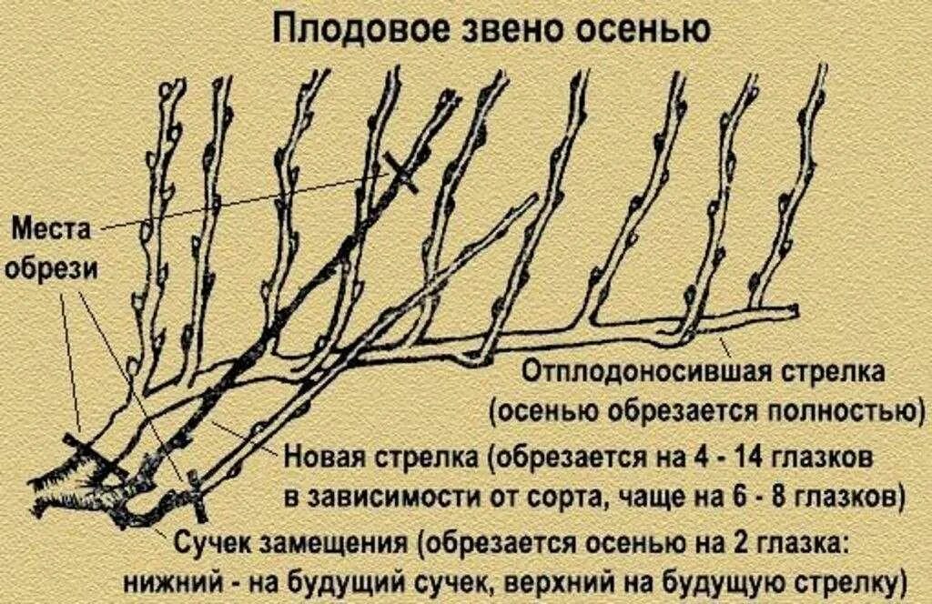 Как обрезать виноград весной фото. Схема обрезки винограда осенью. Схема подрезки винограда осенью. Обрезаем виноград осенью схема. Схема обрезки винограда весной.