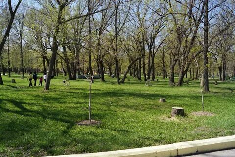 Парк дубки отзывы